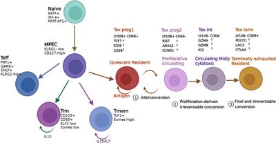 Chemo-free maintenance therapy in adult T-cell acute lymphoblastic leukemia: A case report and literature review